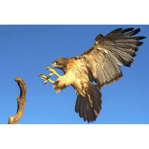 Nikon 10x42 Monarch M5 Binoculars at PROCAM | procam.com