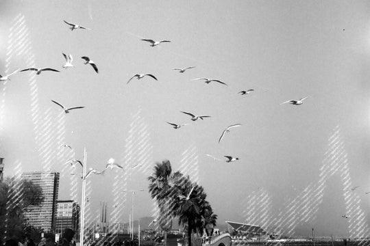 dubblefilm Glitch 200 B&W Negative Film (35mm Roll, 36 Exposures) at PROCAM | procam.com