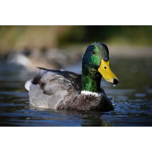 Nikon Z50 II Mirrorless Camera with 16-50mm & 50-250mm Lenses at PROCAM | procam.com