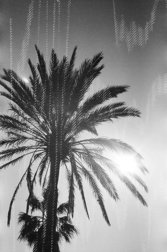 dubblefilm Glitch 200 B&W Negative Film (35mm Roll, 36 Exposures) at PROCAM | procam.com