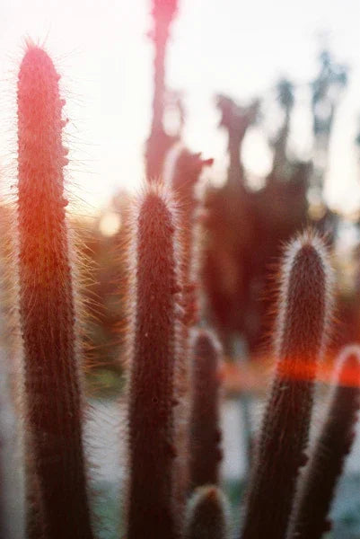 dubblefilm SOLAR 400 Color Film (35mm Roll Film, 36 Exposures) at PROCAM | procam.com