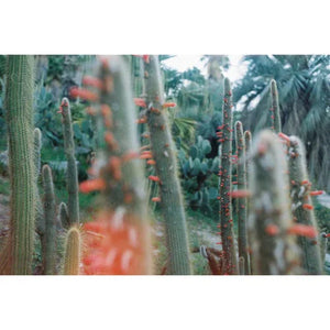 dubblefilm SOLAR 200 Color Negative Film (35mm Roll Film, 36 Exposures) at PROCAM | procam.com