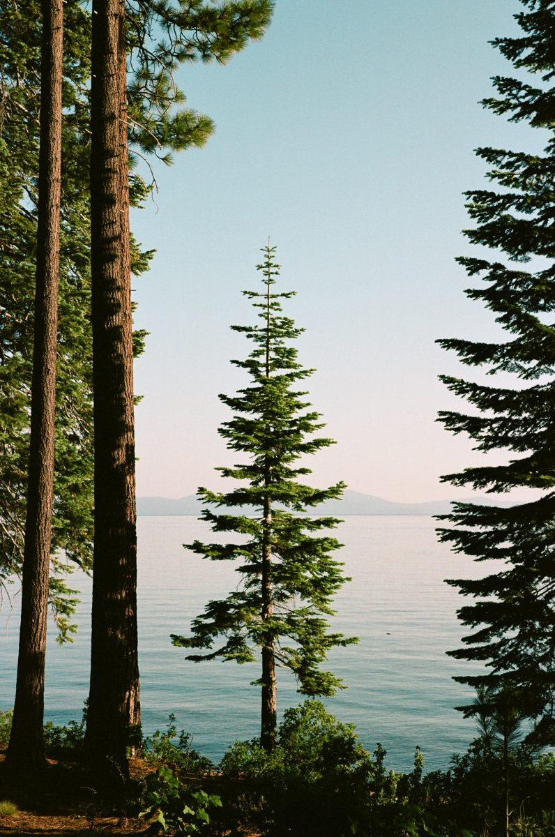 Kodak Professional Portra 160 Color Negative Film (120 Roll Film) Single Roll at PROCAM | procam.com