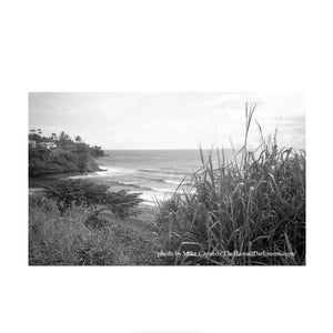 Film Photography Project DRACULA 64 B&W Negative Film (35mm Roll Film, 24 Exposures) at PROCAM | procam.com