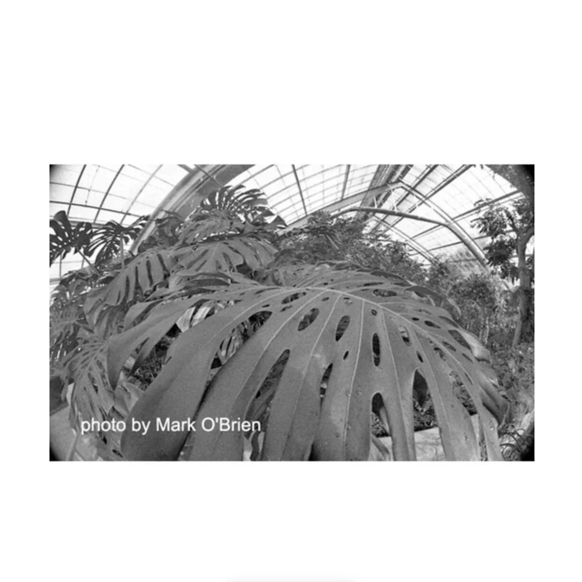 Film Photography Project DRACULA 64 B&W Negative Film (35mm Roll Film, 24 Exposures) at PROCAM | procam.com