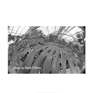 Film Photography Project DRACULA 64 B&W Negative Film (35mm Roll Film, 24 Exposures) at PROCAM | procam.com