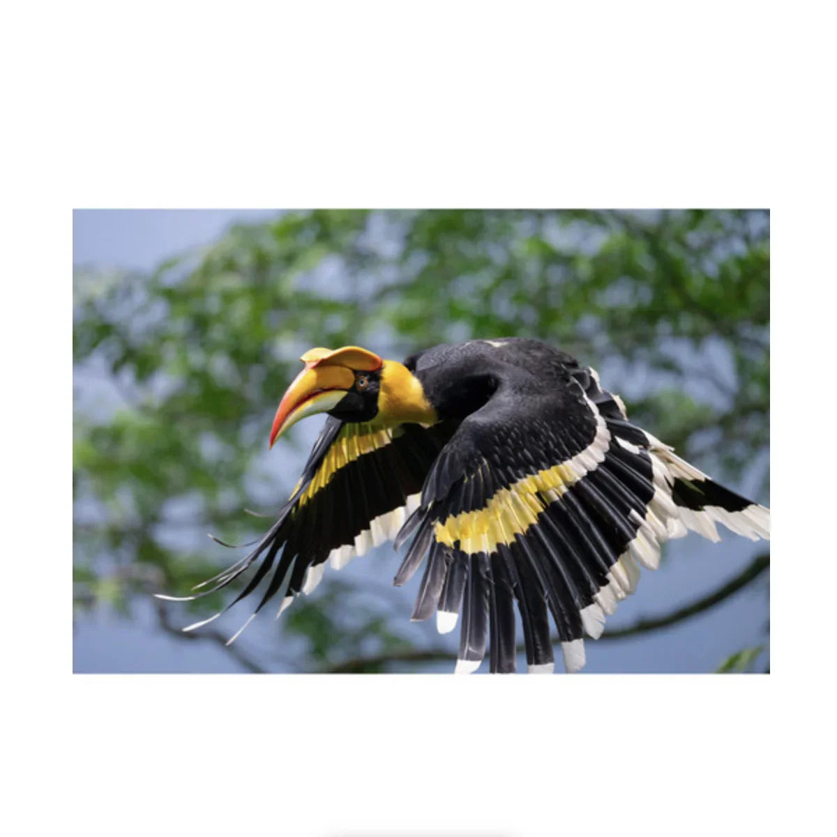 Nikon NIKKOR Z 600mm f/6.3 VR S Lens at PROCAM | procam.com