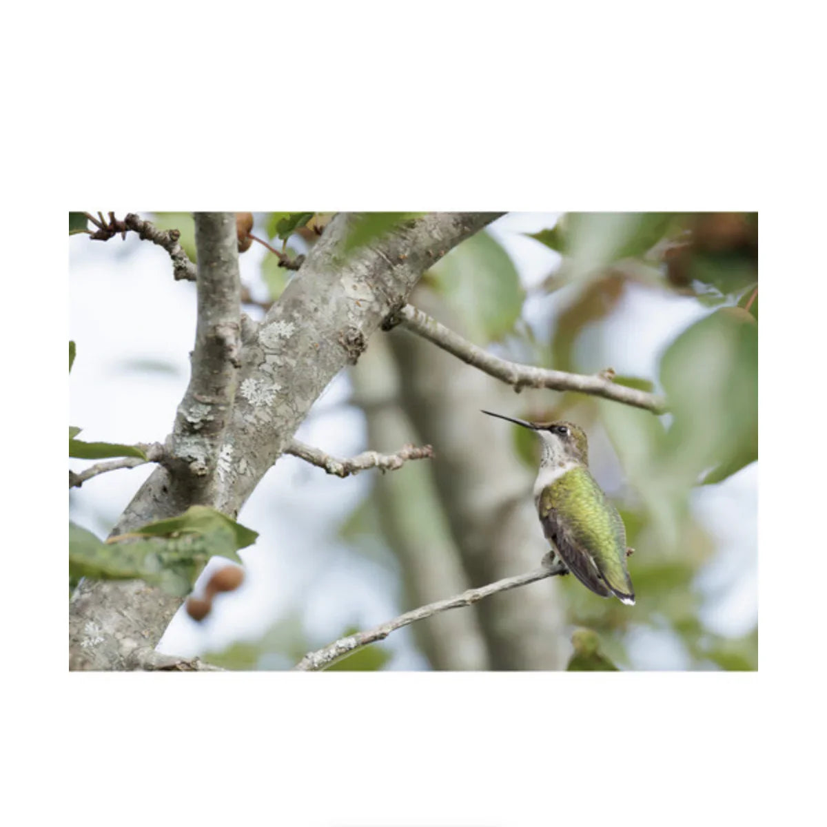 Canon RF 200-800mm f/6.3-9 IS USM Lens at PROCAM | procam.com