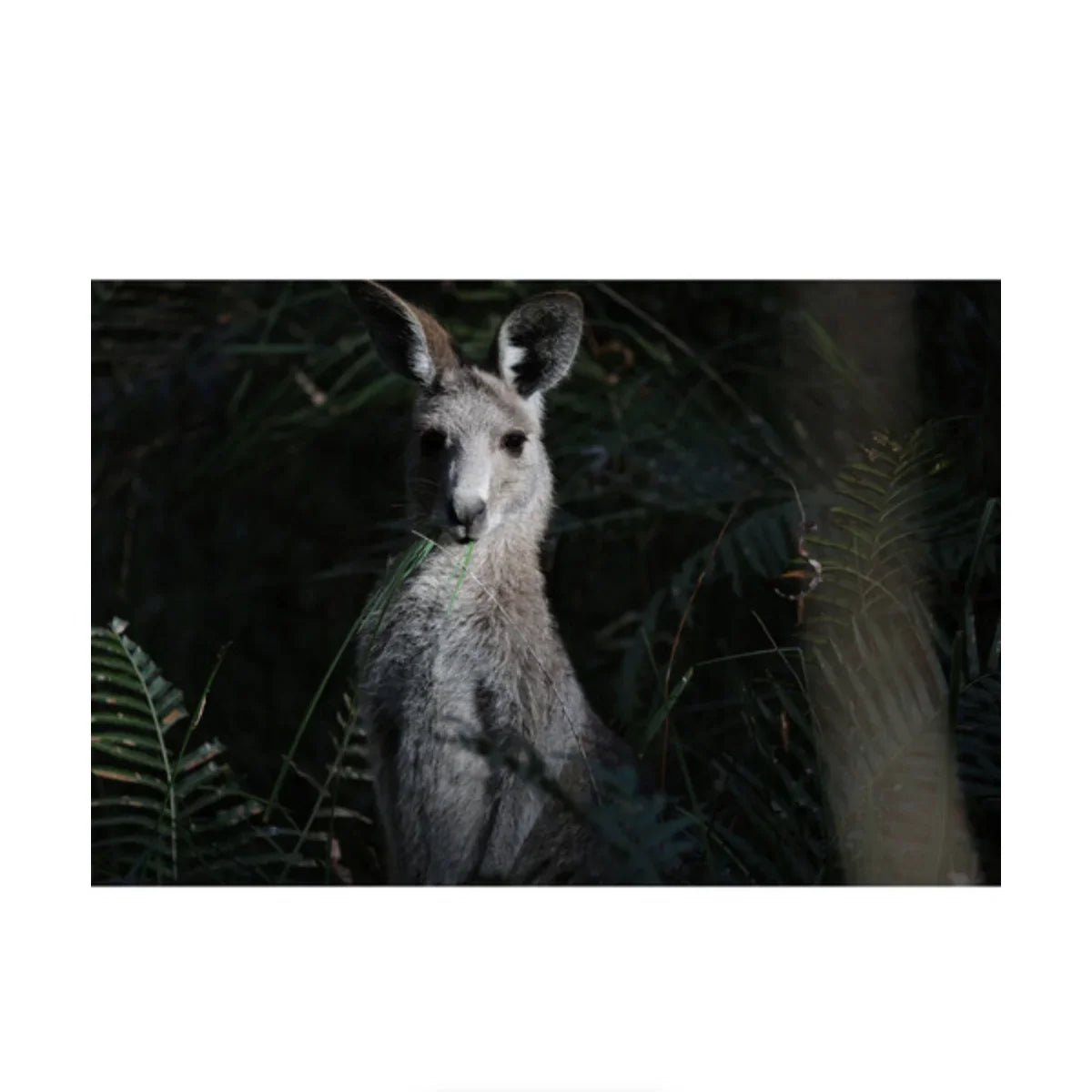 Canon RF 200-800mm f/6.3-9 IS USM Lens at PROCAM | procam.com