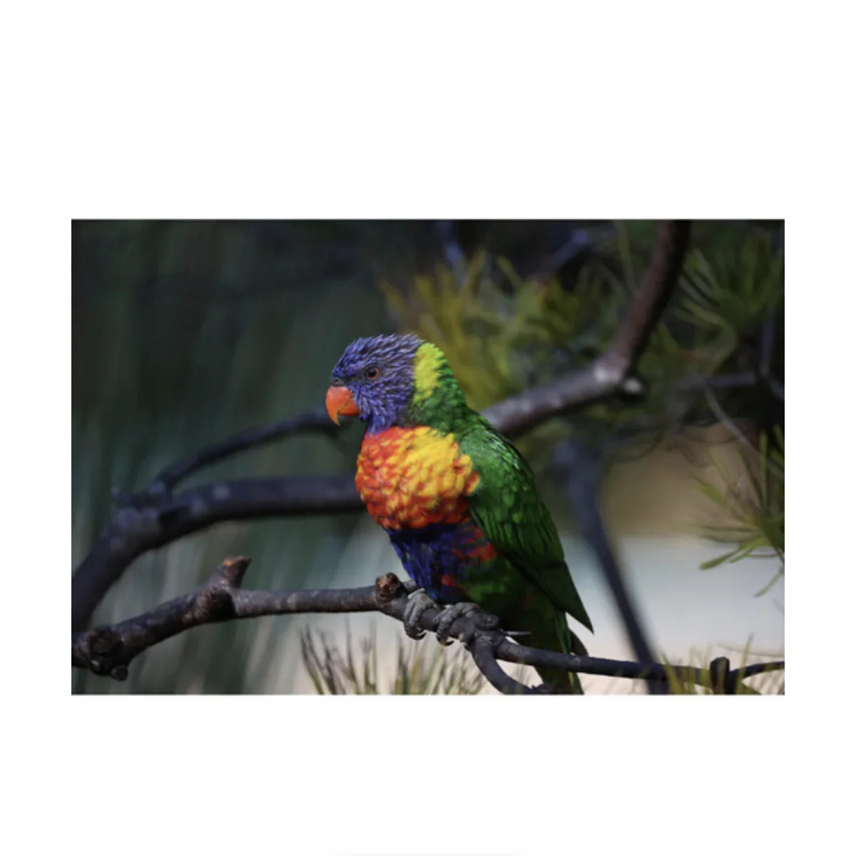 Canon RF 200-800mm f/6.3-9 IS USM Lens at PROCAM | procam.com