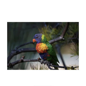 Canon RF 200-800mm f/6.3-9 IS USM Lens at PROCAM | procam.com