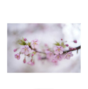 Sigma 50mm f/1.2 DG DN Art Lens for Sony E at PROCAM | procam.com