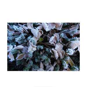 Sony FE 16-25mm f/2.8 G Lens at PROCAM | procam.com