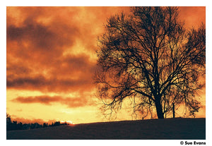 HARMAN RED 125 Redscale Film (35mm Roll Film, 36 Exposures) at PROCAM | procam.com