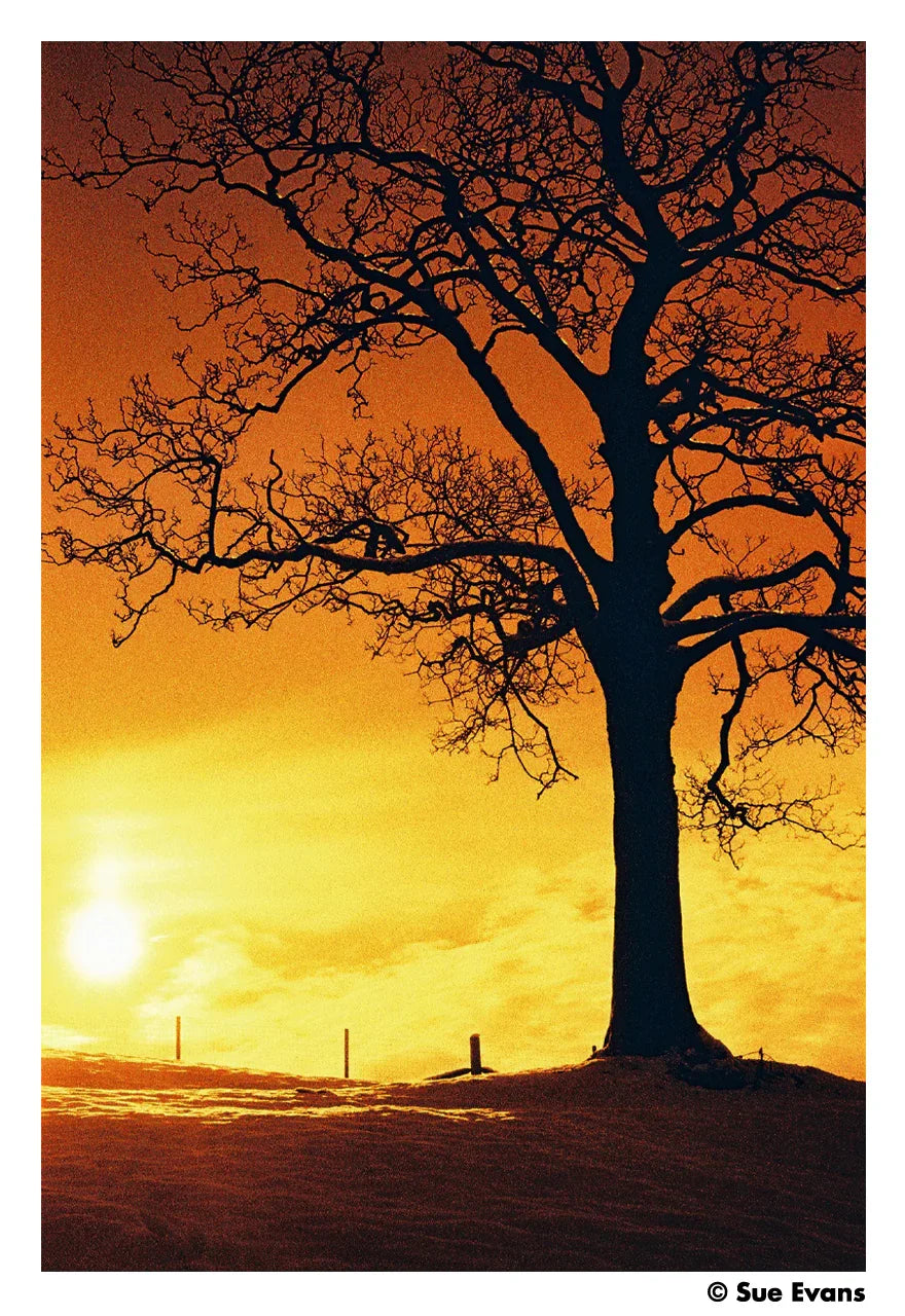 HARMAN RED 125 Redscale Film (35mm Roll Film, 36 Exposures) at PROCAM | procam.com