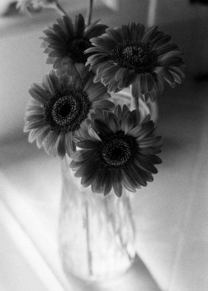 Kodak Professional T-Max P3200 Black and White Negative Film (35mm Roll Film, 36 Exposures) at PROCAM | procam.com