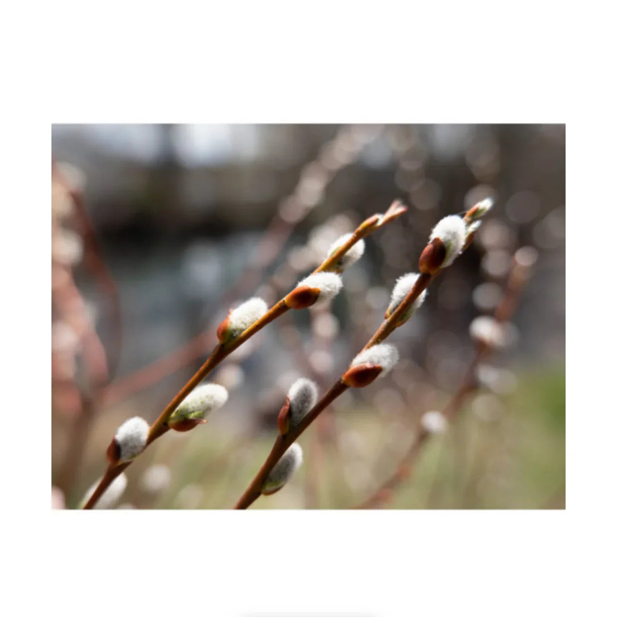 Panasonic Lumix S5 II Mirrorless Camera w/ S 20-60mm f/3.5-5.6 Lens at PROCAM | procam.com