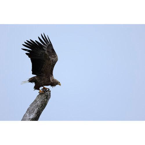 Canon RF 100-400mm f/5.6-8 IS USM Lens at PROCAM | procam.com