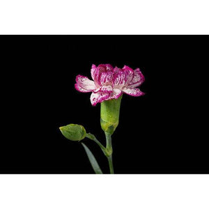 Godox MF12 Macro Flash | PROCAM