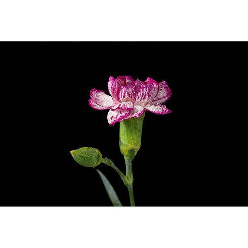 Godox MF12 Macro Flash | PROCAM