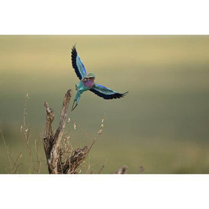 Nikon NIKKOR Z 400mm f/2.8 TC VR S Lens at PROCAM | procam.com