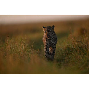 Nikon NIKKOR Z 400mm f/2.8 TC VR S Lens at PROCAM | procam.com
