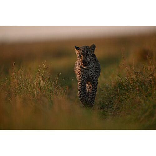 Nikon NIKKOR Z 400mm f/2.8 TC VR S Lens at PROCAM | procam.com