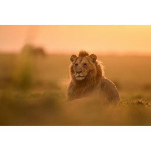 Nikon NIKKOR Z 400mm f/2.8 TC VR S Lens at PROCAM | procam.com