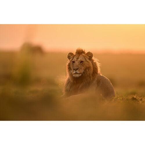 Nikon NIKKOR Z 400mm f/2.8 TC VR S Lens at PROCAM | procam.com