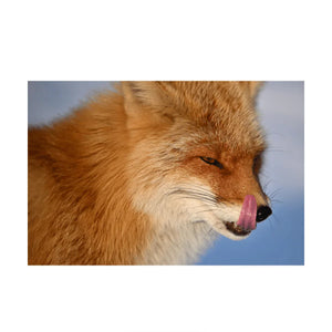 Nikon NIKKOR Z 400mm f/4.5 VR S Lens at PROCAM | procam.com