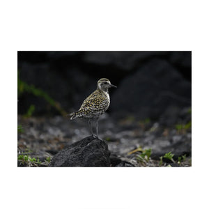 Nikon NIKKOR Z 400mm f/4.5 VR S Lens at PROCAM | procam.com