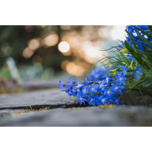 Nikon NIKKOR Z MC 50mm f/2.8 Lens at PROCAM | procam.com