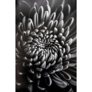 ProMaster Fine Art Baryta Natural Satin Inkjet Photo Paper - 8.5''x11'' - 20 Sheets | PROCAM