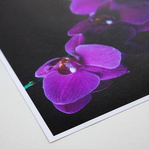 ProMaster Matte 65 Paper (11"x17", 20 Sheets) at PROCAM | procam.com
