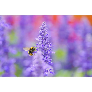 Sigma 105mm f/2.8 DG DN Macro ART Lens for Sony E at PROCAM | procam.com