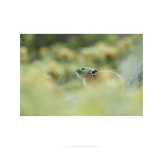 Sony a7R V Mirrorless Camera at PROCAM | procam.com