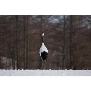 Sony FE 100-400mm f/4.5-5.6 GM OSS Lens at PROCAM | procam.com