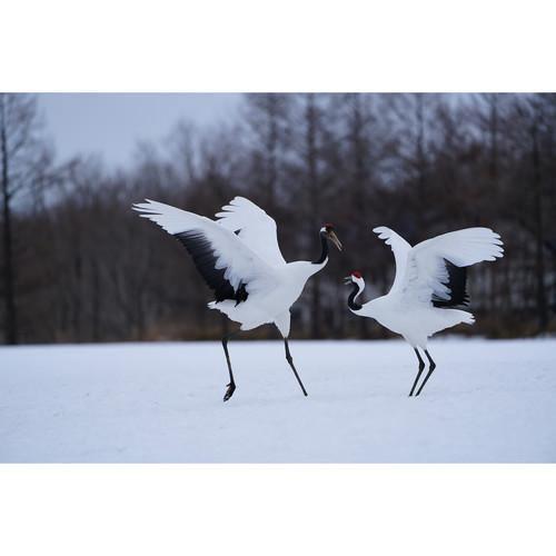 Sony FE 100-400mm f/4.5-5.6 GM OSS Lens at PROCAM | procam.com