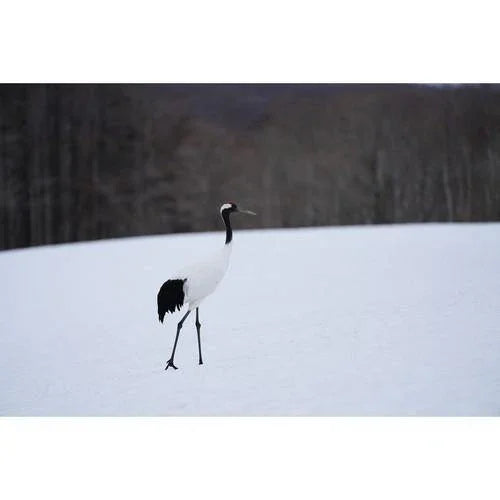 Sony FE 100-400mm f/4.5-5.6 GM OSS Lens at PROCAM | procam.com