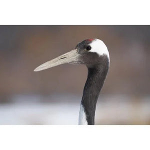 Sony FE 100-400mm f/4.5-5.6 GM OSS Lens at PROCAM | procam.com
