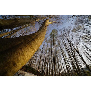 Sony FE 16-35mm f/2.8 GM Lens at PROCAM | procam.com