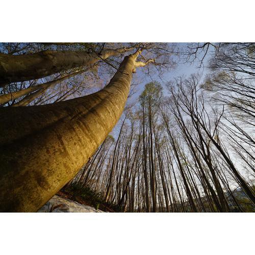 Sony FE 16-35mm f/2.8 GM Lens at PROCAM | procam.com