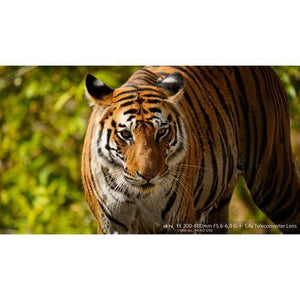 Sony FE 200-600mm f/5.6-6.3 G OSS Lens at PROCAM | procam.com