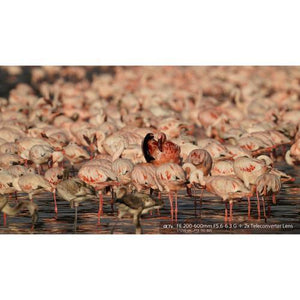 Sony FE 200-600mm f/5.6-6.3 G OSS Lens at PROCAM | procam.com