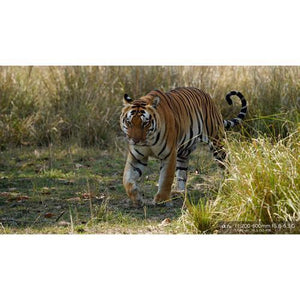 Sony FE 200-600mm f/5.6-6.3 G OSS Lens at PROCAM | procam.com