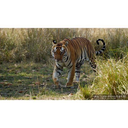 Sony FE 200-600mm f/5.6-6.3 G OSS Lens at PROCAM | procam.com