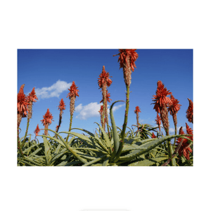 Sony FE 24-70mm f/2.8 GM II Lens | PROCAM