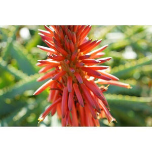 Sony FE 40mm f/2.5 G Lens at PROCAM | procam.com