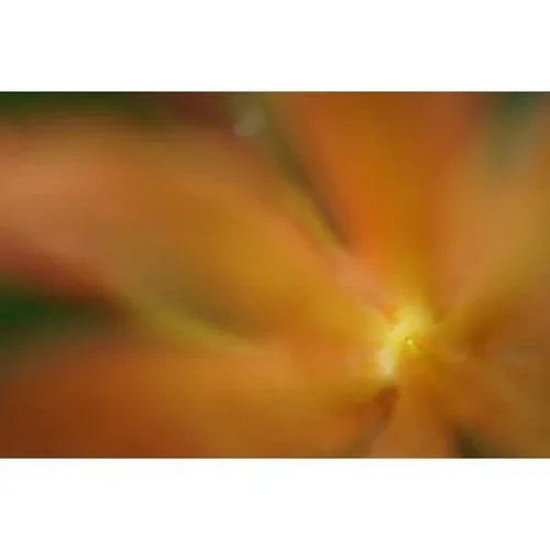 Sony FE 50mm f/2.8 Macro Lens at PROCAM | procam.com