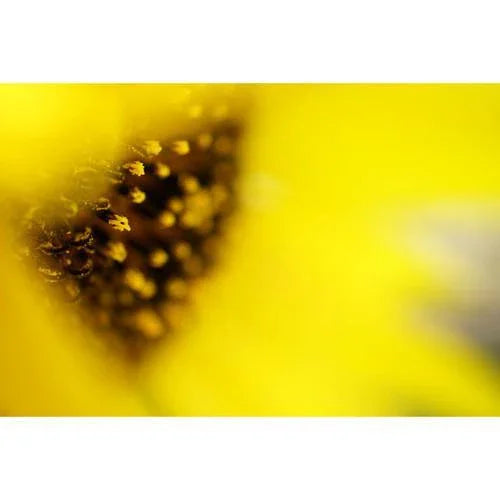 Sony FE 50mm f/2.8 Macro Lens at PROCAM | procam.com